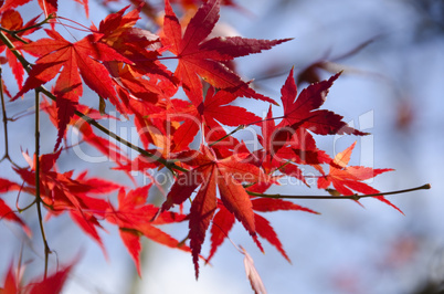 Colorful autumn leaves background