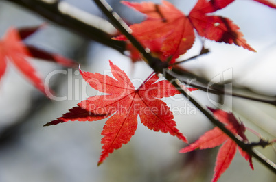 Colorful autumn leaves background