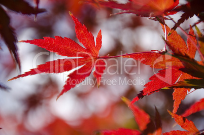 Colorful autumn leaves background