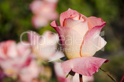 Yellow red pink rose flower