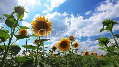 flowering sunflowers