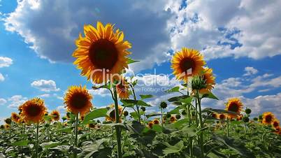 flowering sunflowers