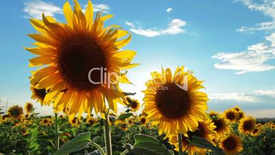 flowering sunflowers