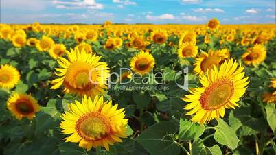 flowering sunflowers