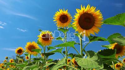 flowering sunflowers