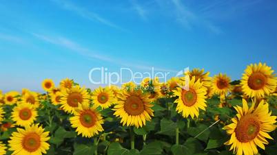 flowering sunflowers