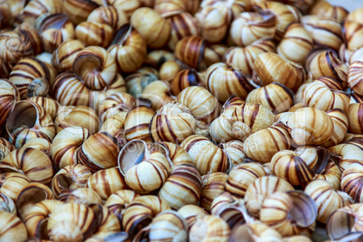 Snail shells