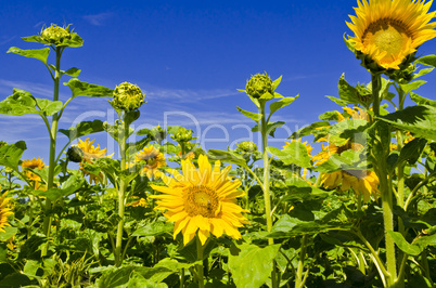 sunflower