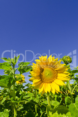 sunflower