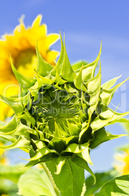 sunflower