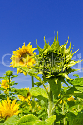 sunflower