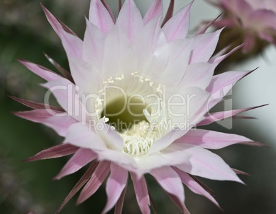 Echinopsis