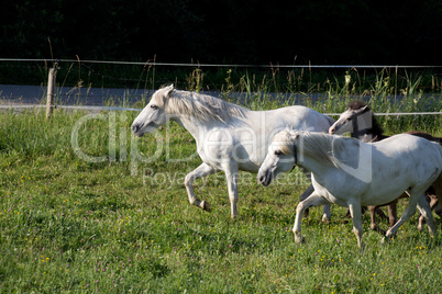 Camargue-Pferde beim Morgenlauf