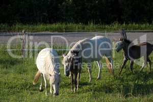 Camargue-Family