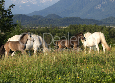 Camargue-Pferde vor Bergkulisse