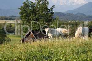 Camargue-Pferde im hohen Gras