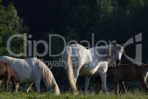 Camargue-Pferde am Waldrand