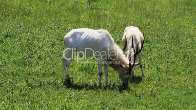 Addax