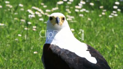 Eagle vociferous