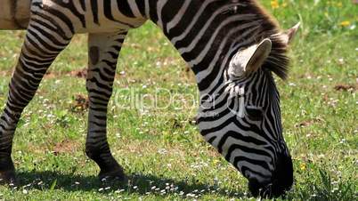 zebra two