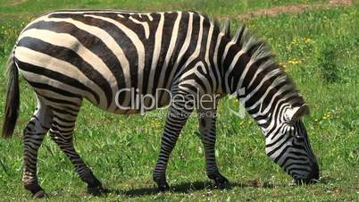 Zebra four