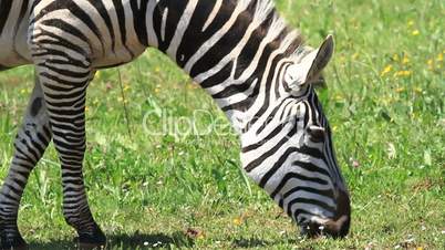 Zebra three