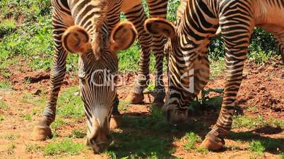 Zebra grevy two