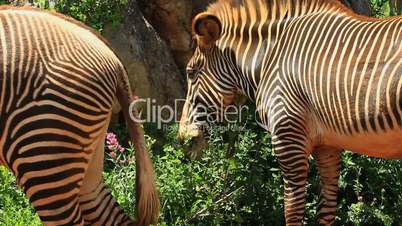 zebra grevy three