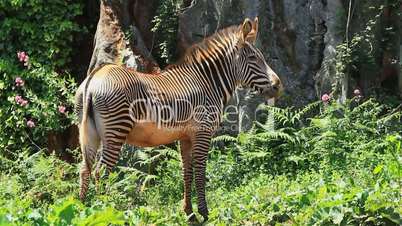 zebra grevy one