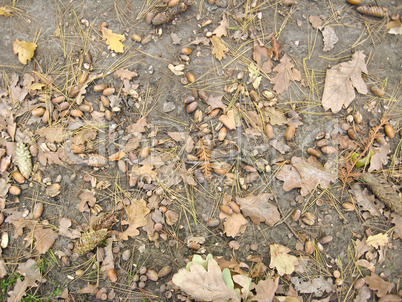 Acorns with leaves on the ground