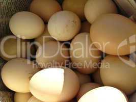 a lot of eggs of hen