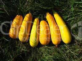six yellow squashes