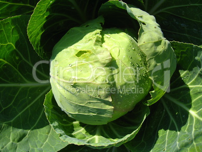 Head of cabbage