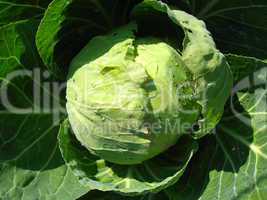 Head of cabbage