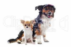 puppy chihuahua and corgi