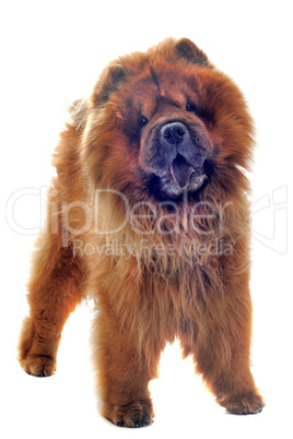 chow-chow