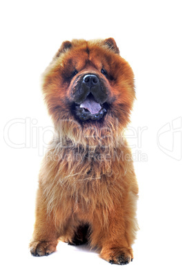 chow-chow