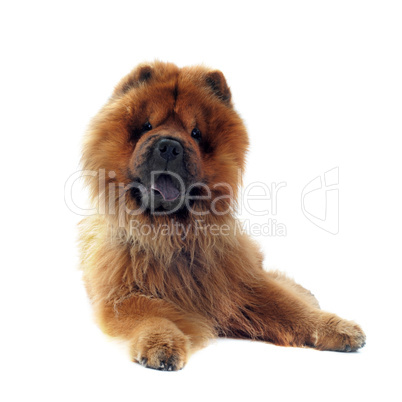 chow-chow