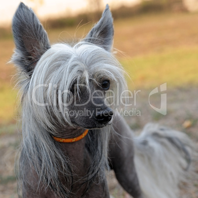 Chinese Crested Dog