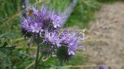 Büschelblume - Phacelia