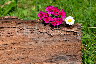 Blumen Holz Gutschein