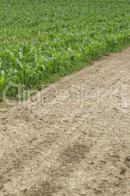 Maisfeld im Frühling geteilt