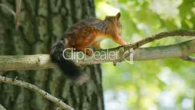 Squirrel jumps on branches