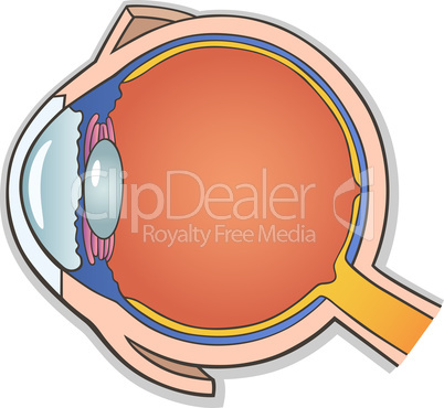 Human Eye Cross Section