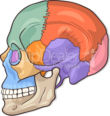 Human Skull Diagram Illustration