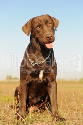 female labrador retriever