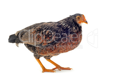 young bantam