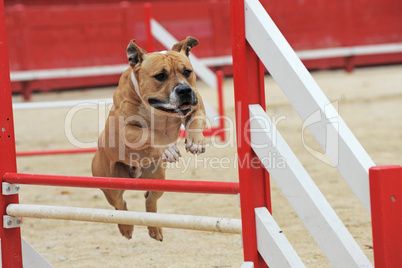 american staffordshire terrier in agility