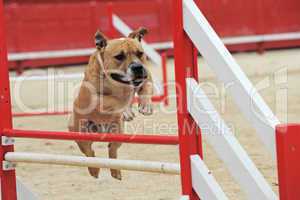 american staffordshire terrier in agility