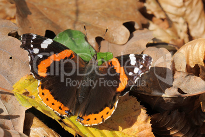 Red Admiral ,Vanessa atalanta,